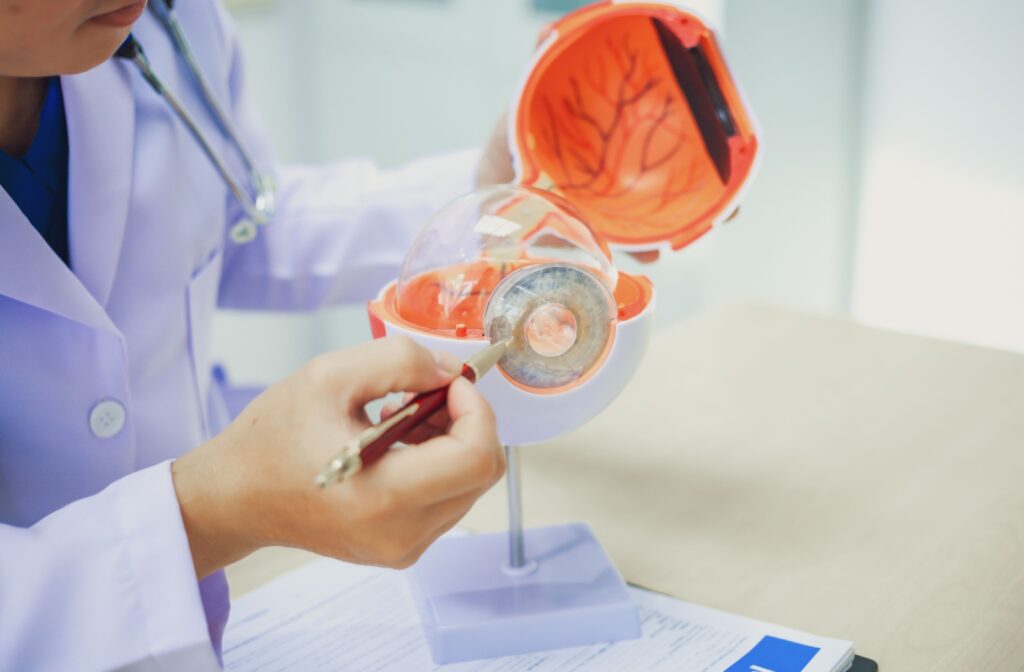 An optometrist uses an anatomical eye model to explain how different eye conditions impact visual health.